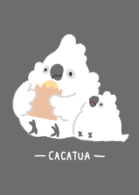 Cacatua birds