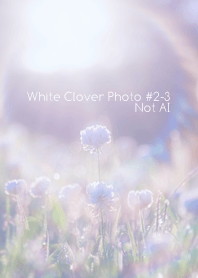 White Clover Photo#2-3Not AI