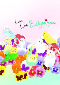 Love Budgerigar 2