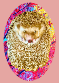 Hedgehog maple