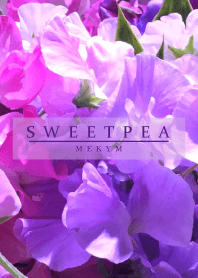 SWEET PEA-PURPLE 8