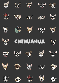 chihuahua2 - carbon
