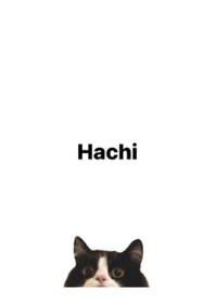 はちわれねこのはち【修正版】