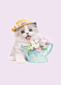 花卉布偶貓主題 Purple 03