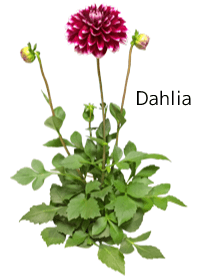 A lot of dahlia