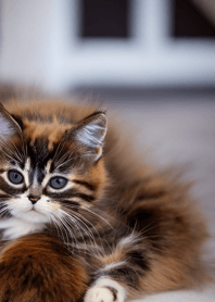 Nyanko Great Runaway#Maelo115.