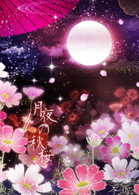 月夜の秋桜