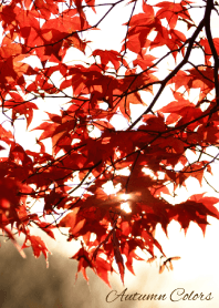 --- Autumn Colors --- 22