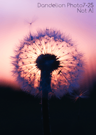 Dandelion Photo 7-25Not AI