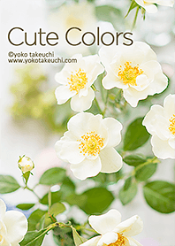 Cute colors -小さな花のきせかえ-