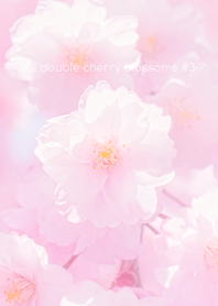 Real double cherry blossom#3-7