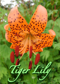 Tema Tiger Lily (Hijau)