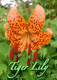Tiger Lily Theme (Green)