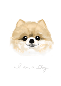 I am a dog -Pomeranian-