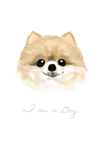 I am a dog - ポメラニアン（犬）-