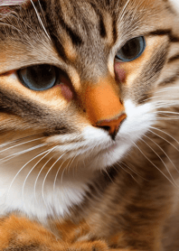 Cats run wild #DaAWaV121.