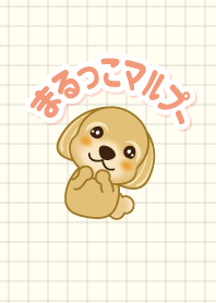 Marukko Maltipoo