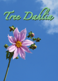 Tema Pohon Dahlia (hijau kusam)