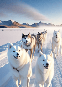 Siberian Husky   D6c104