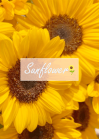 Sunflower (Himawari) 22
