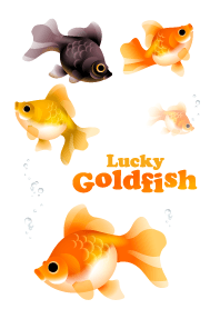 LUCKY GOLDFISH