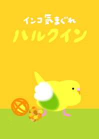 Budgie Recessive Pied Green Renewal