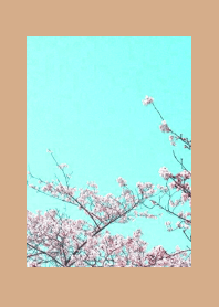 CHERRY BLOSSOMS & BLUE SKY/LIGHT BROWN