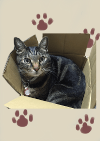 My cat.