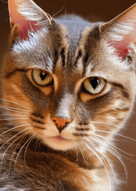 Cat Runaway 33333322