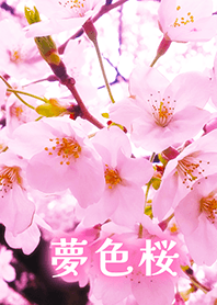夢色桜