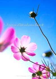 A marriage of light & cosmos flowers 2