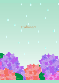 Rain and Hydrangea on blue green