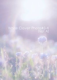 White Clover Photo#3-4Not AI
