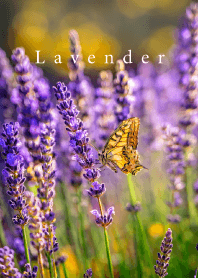 ラベンダー vol.7