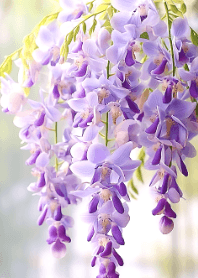 beautiful wisteria flowers