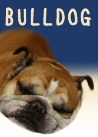 BULLDOG