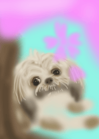 Shih Tzu*