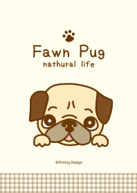 Fawn Pug-nathural life-