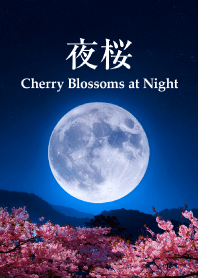 Cherry Blossoms at Night vol.4