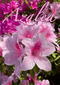 Tema Azalea (merah muda kusam)