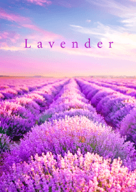"Lavender vol.6" theme