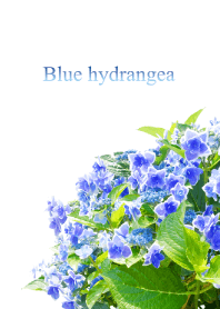 "Blue hydrangea" theme