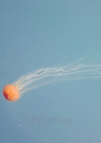 Jellyfish swim