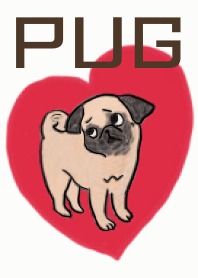 Pretty pug