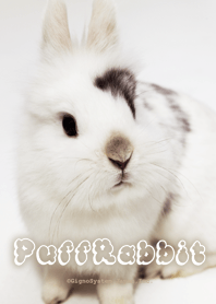 もふもふうさぎ