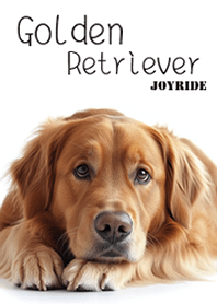 Golden Retriever2