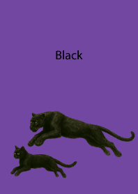 Black Pair02 on purple