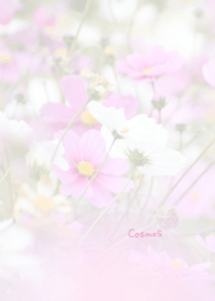 コスモスのきせかえ1