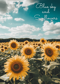 Blue sky and Sunflowers