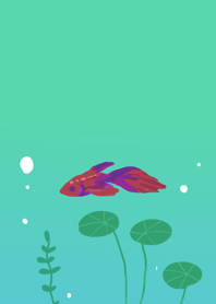 水槽ベタ